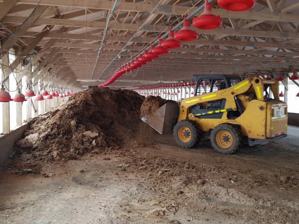 Chicken manure prepared for baling