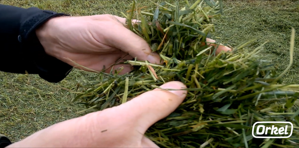 short chopped grass-Orkel